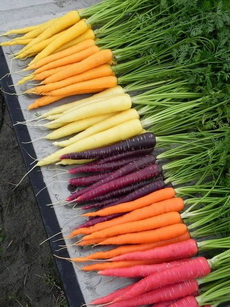 carrot varieties carrot 03 - 230x307